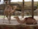 Kamele Busch Garden